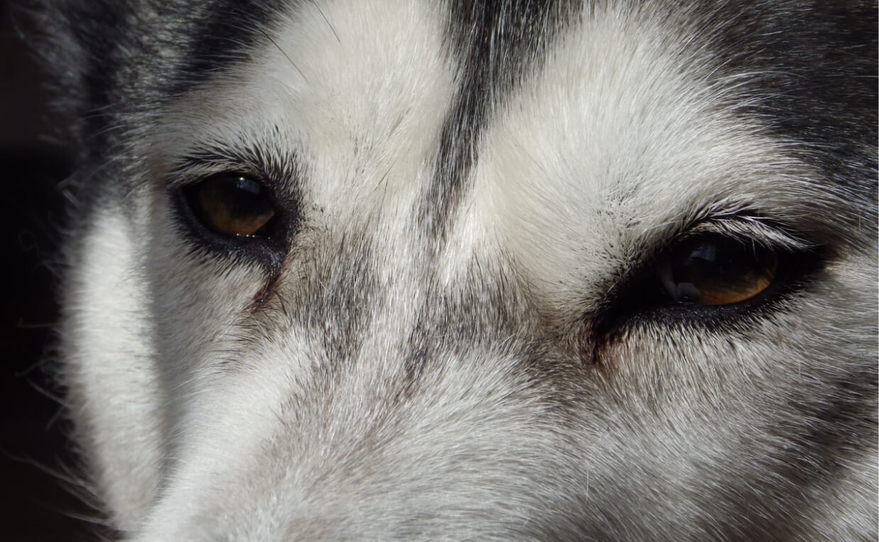 9 Common Eye Issues in Dogs