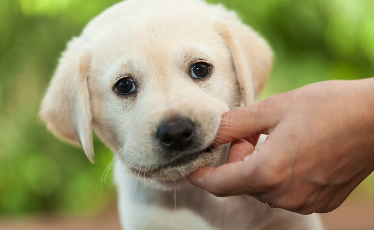 How to Train Your Puppy to Stop Biting