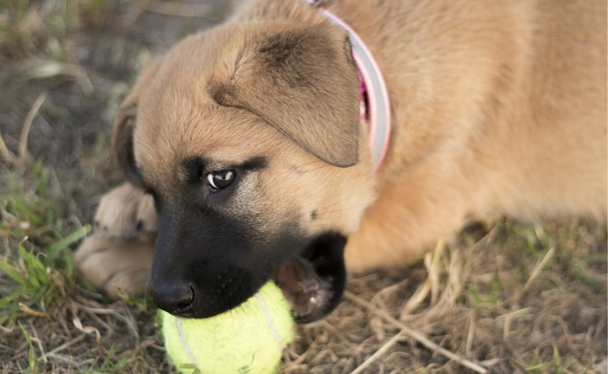 PUPPY CHEWING ON YELLOW TENNIS BALL