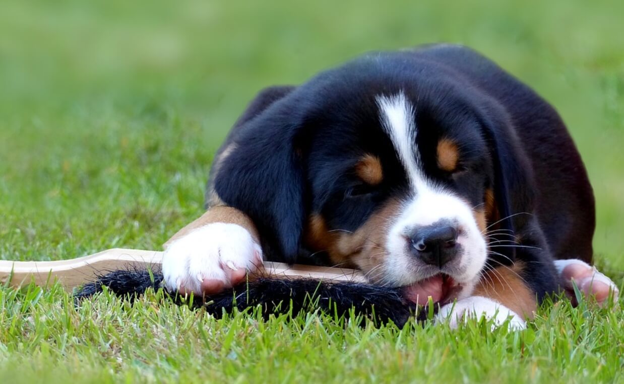 SCHWEIZER SENNENHUND PUPPY CHEWING ON BRUSH