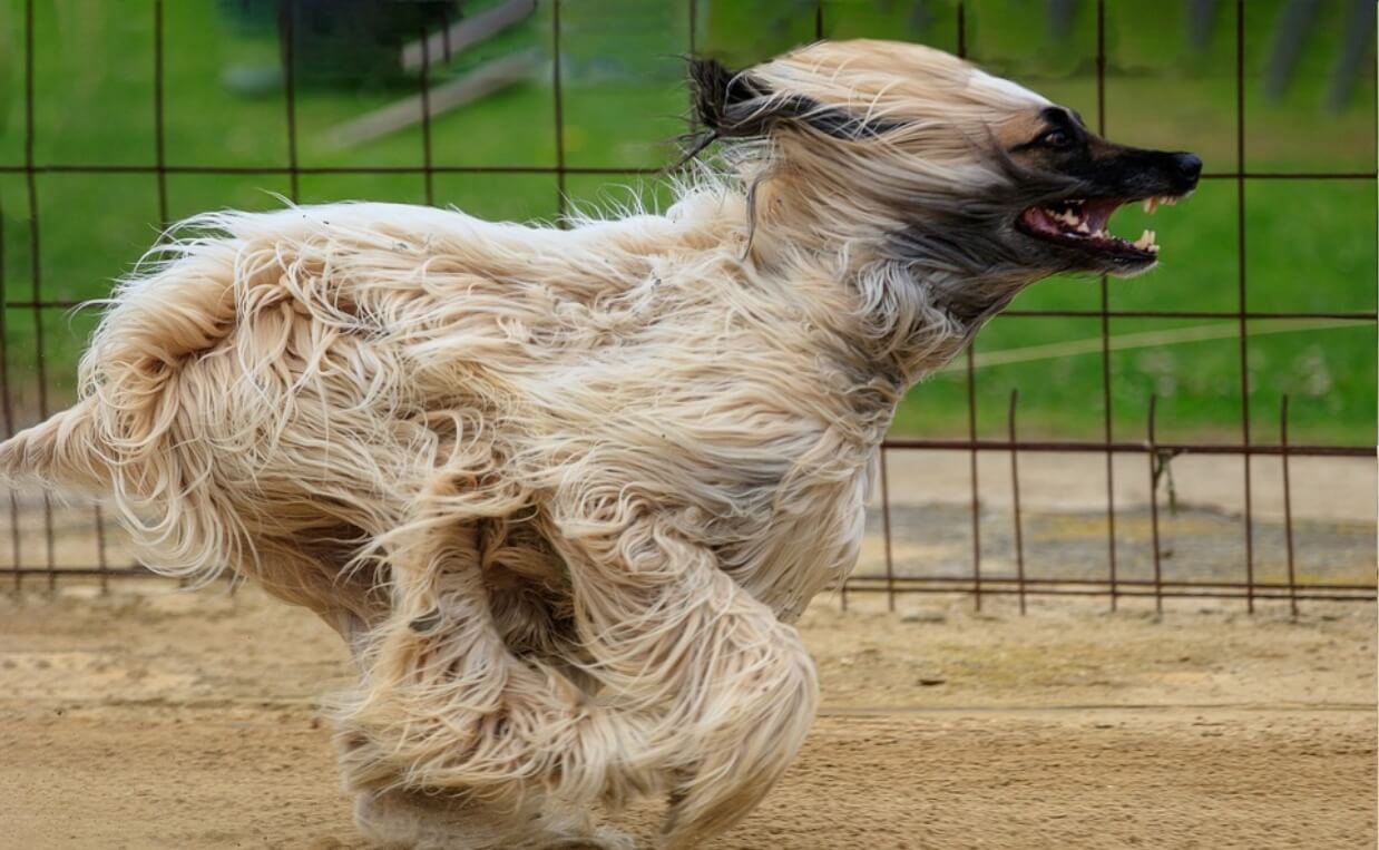 afghan dog running