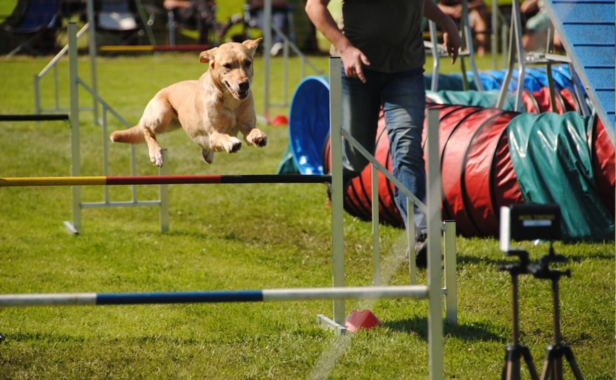 agility hurdle