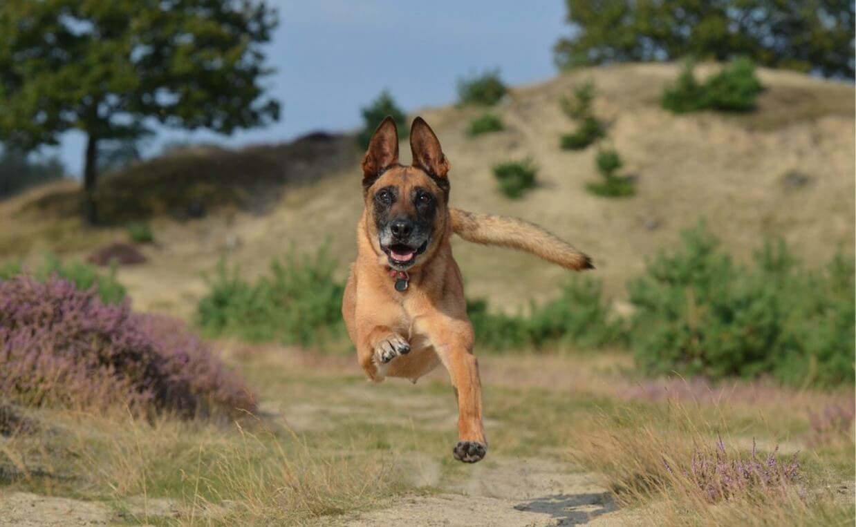 belgian malinois running active dog