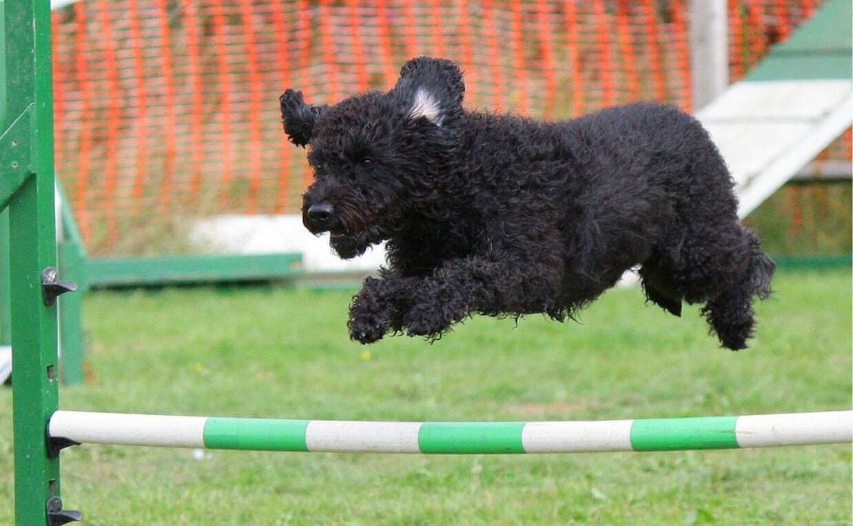 black dog jumping agility course