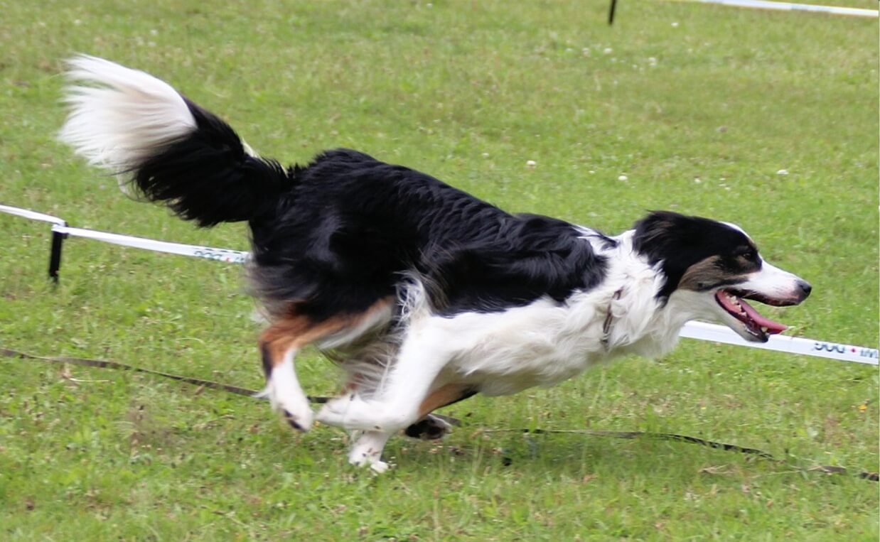 collie race sport