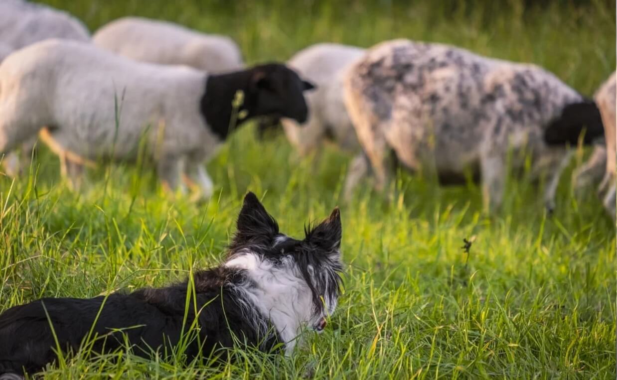 herding