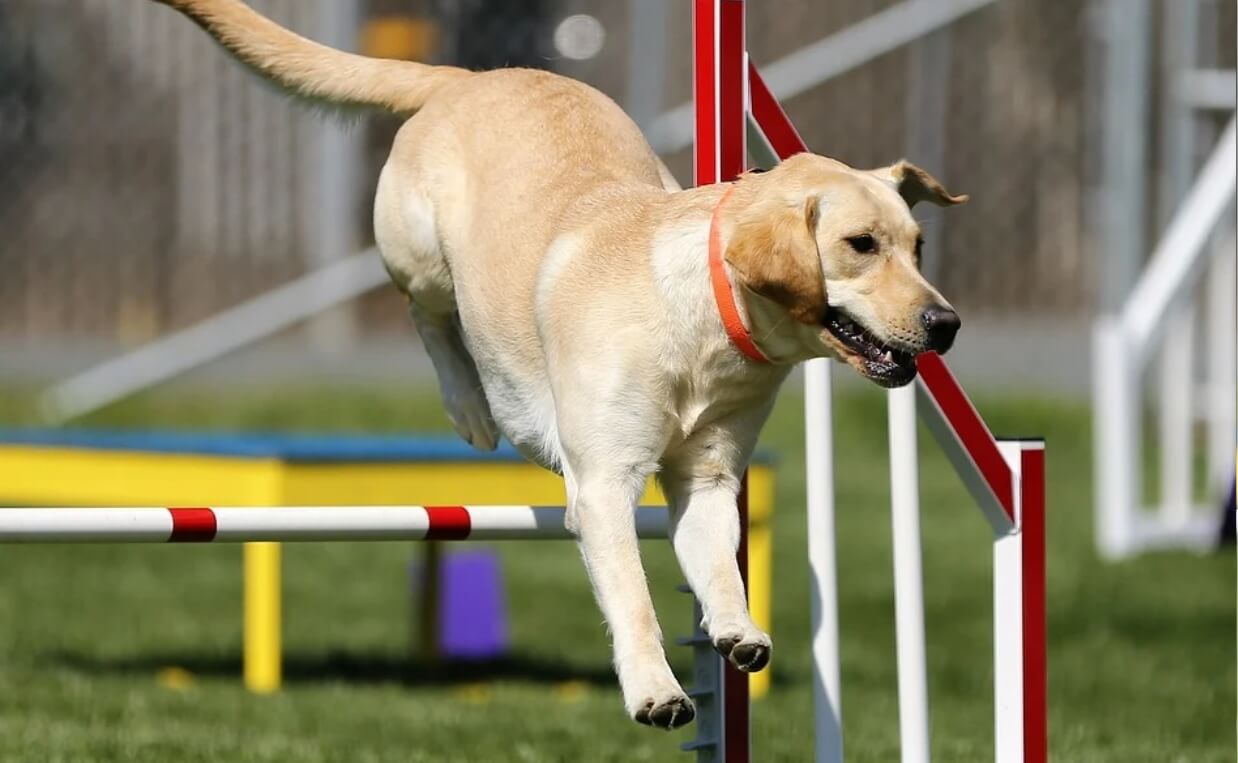 labrador retriever agility course