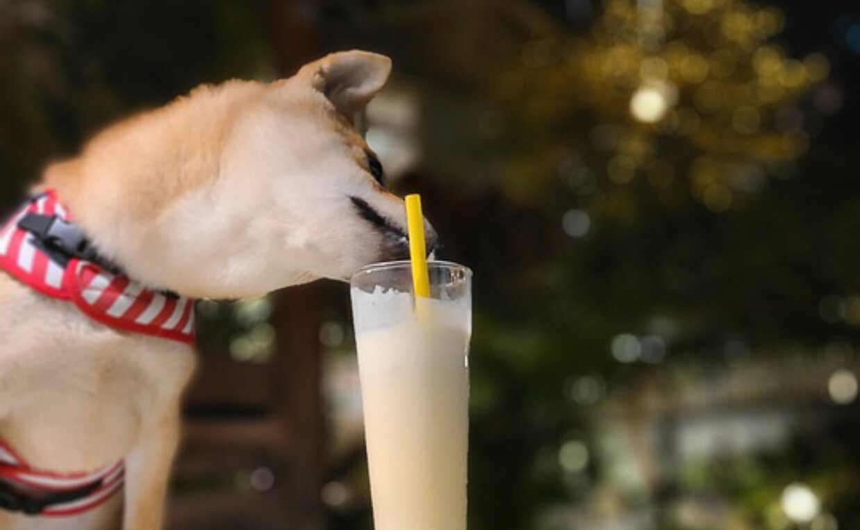 small dog licking alcoholic drink