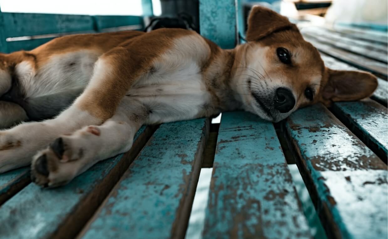 young dog laying on green deck