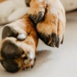 What To Do If Your Dog Has a Broken Nail