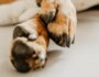 What To Do If Your Dog Has a Broken Nail