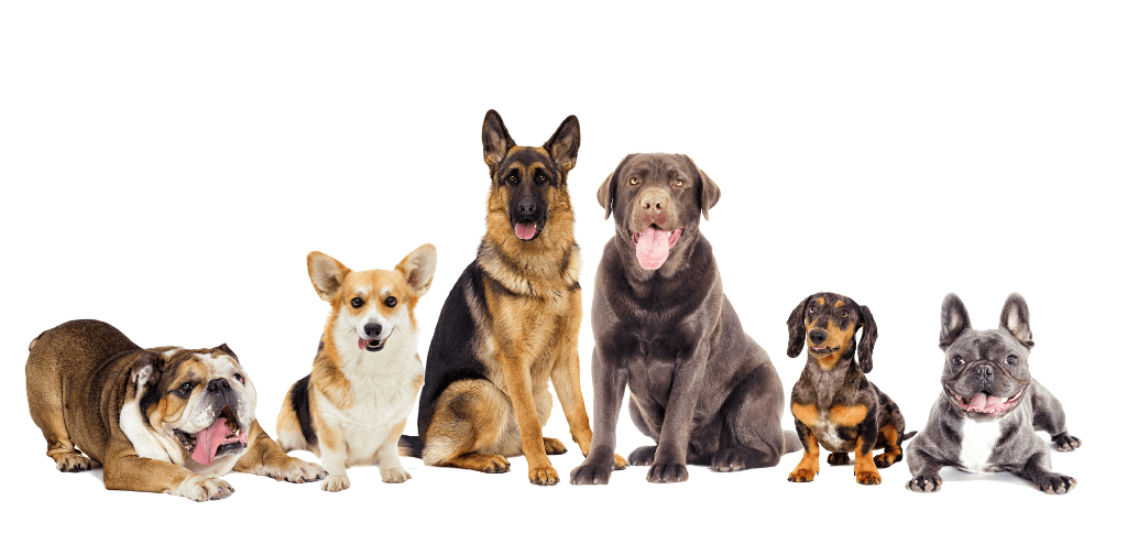 How Many Chromosomes Do Dogs Have and What They Mean Canine Campus