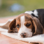 What You Need to Know About Trazodone for Dogs