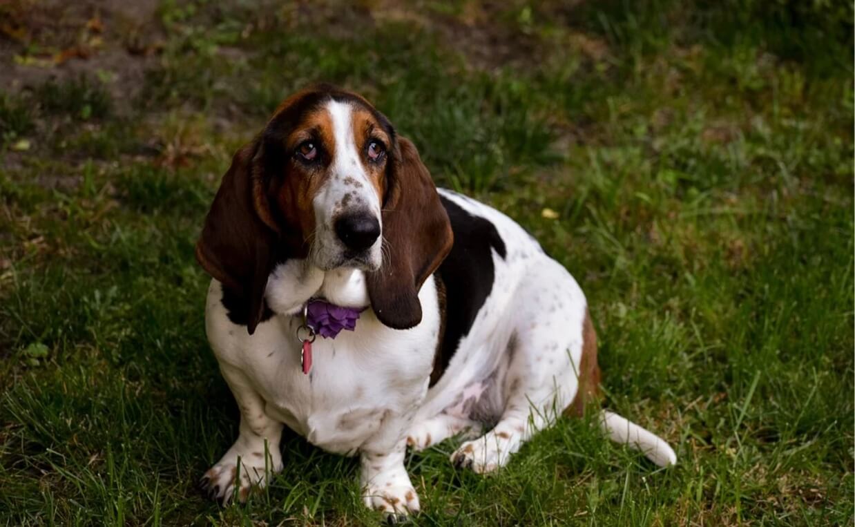 BASSET HOUND SMELLS LIKE IRON