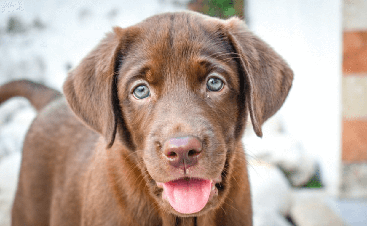 How Many Chromosomes Do Dogs Have and What They Mean - Canine Campus Dog  Daycare & Boarding