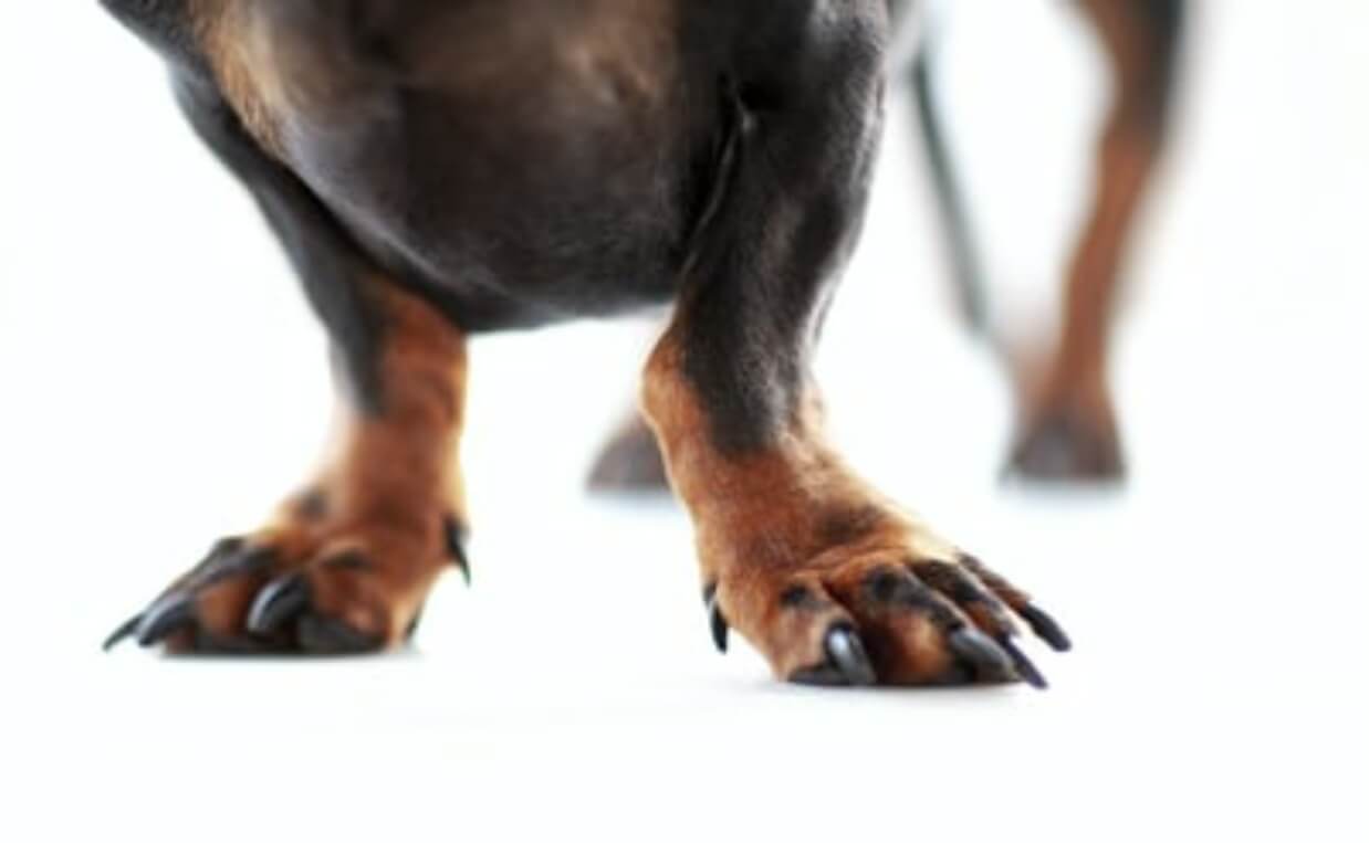 DAUSCHUND PAWS