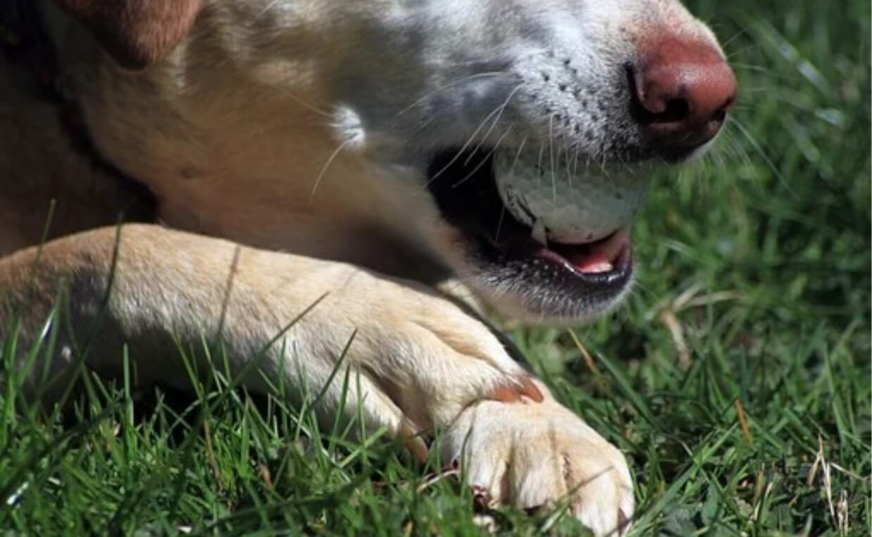 DOG FEET IN GRASS