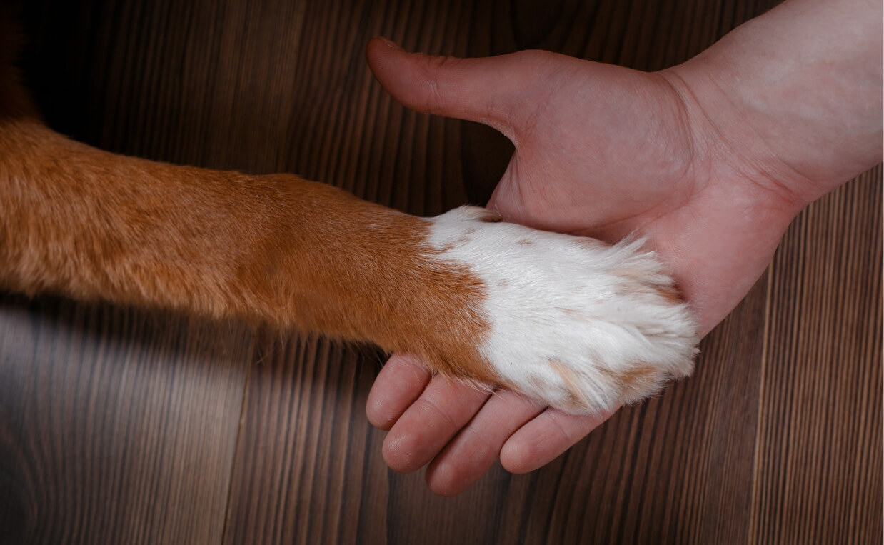 DOG HUMAN HAND