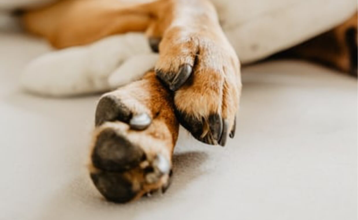 DOG PAWS SLEEPING