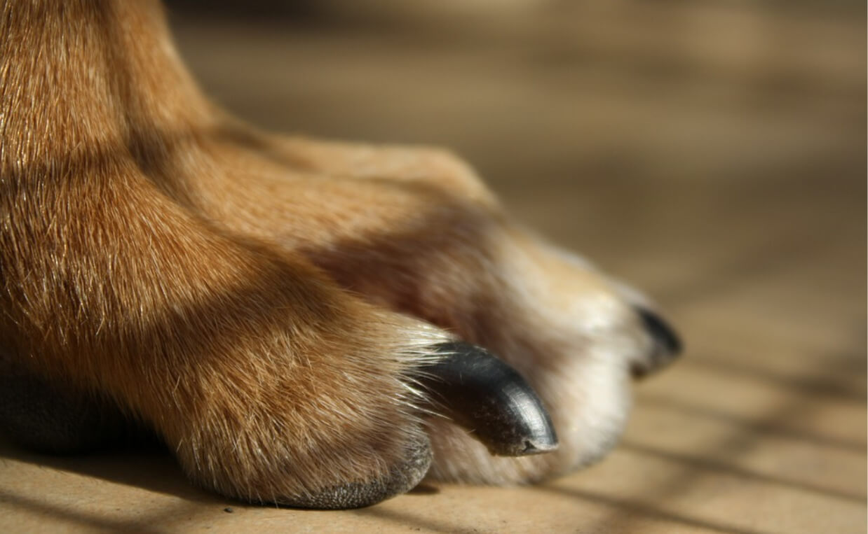 DOG SHORT NAILS