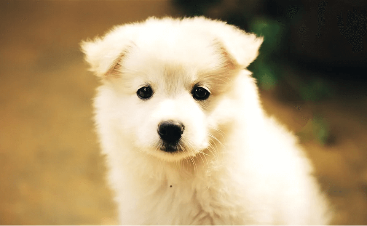 FLUFFY WHITE PUPPY