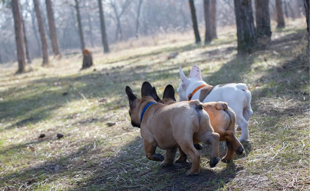 FRENCH BULLDOGS