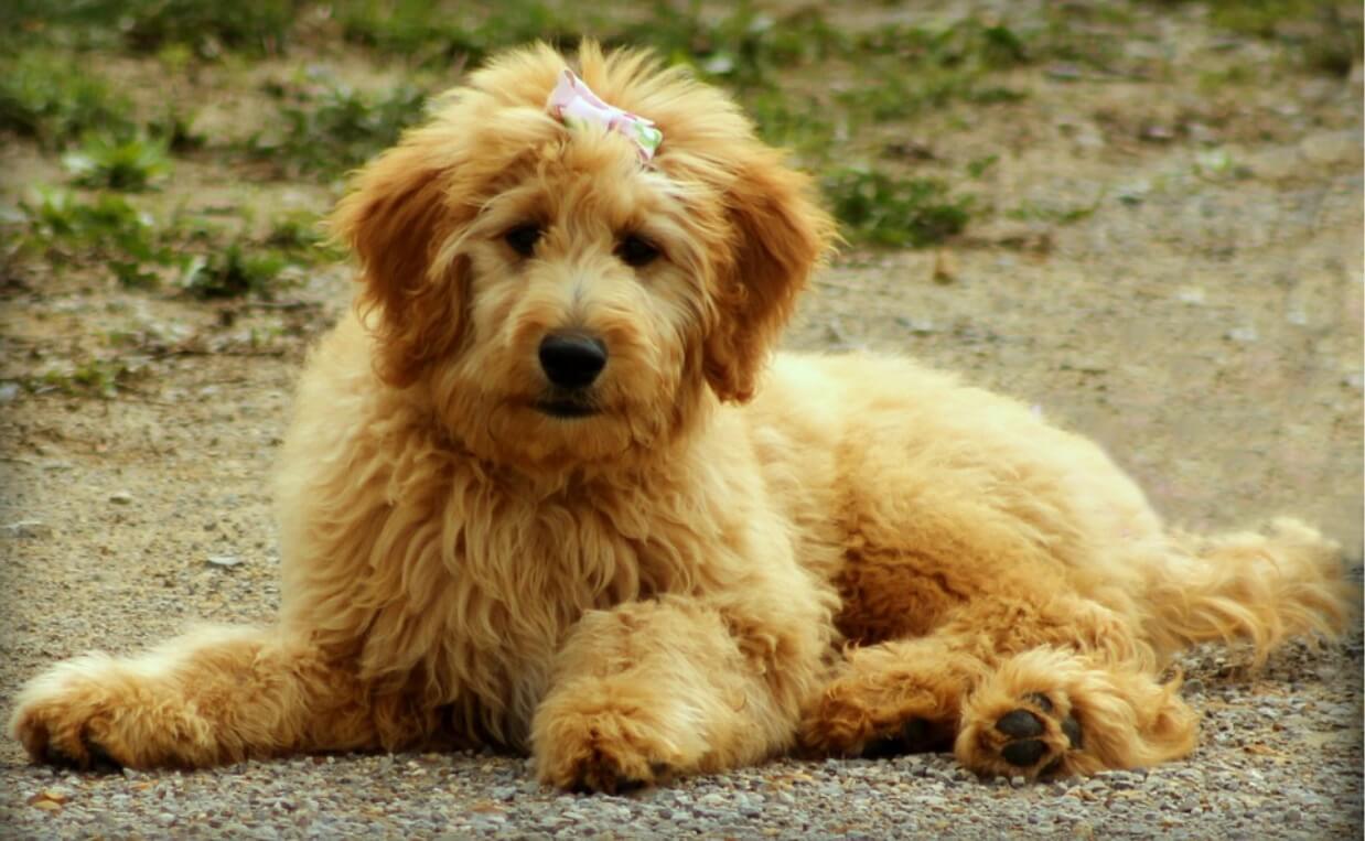 GOLDENDOODLE