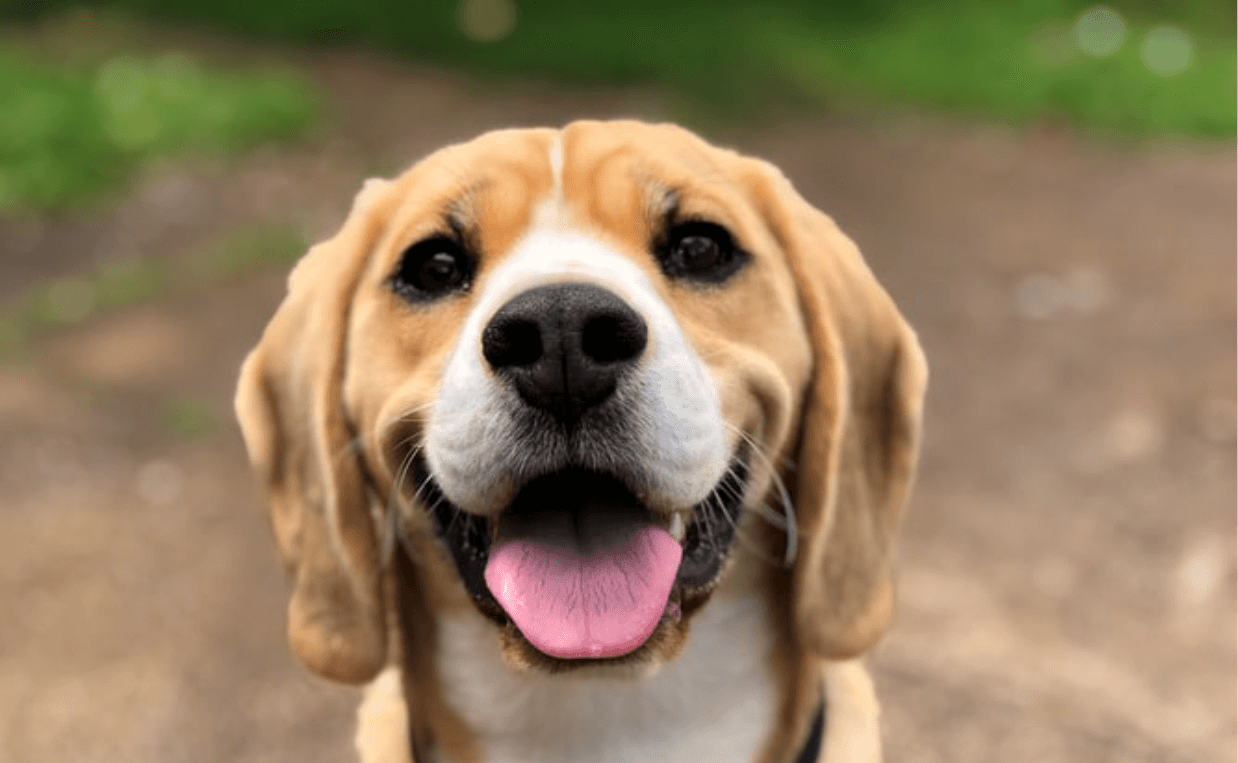 HAPPY BEAGLE