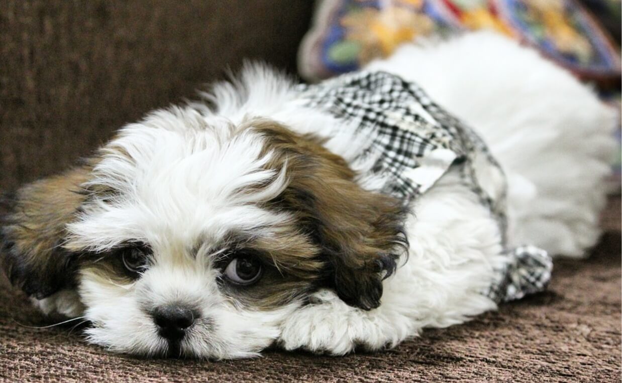 SMALL FLUFFY DOG WHITE, BLACK AND BROWN