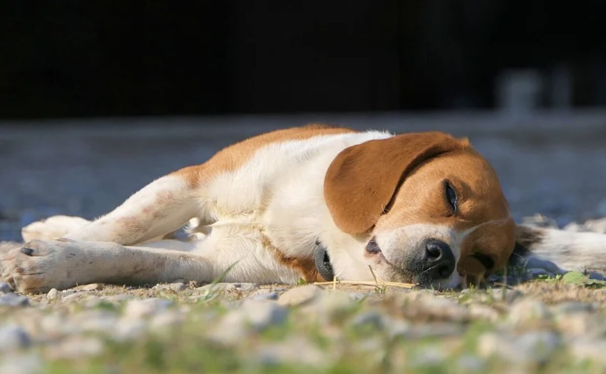 beagle laying down