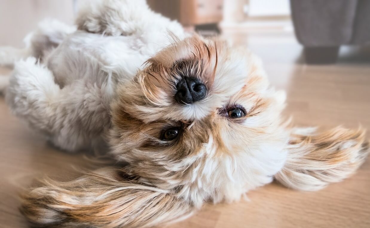  lhaso apso upside down