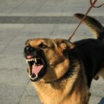 Why Dogs Bite and What To Do About It