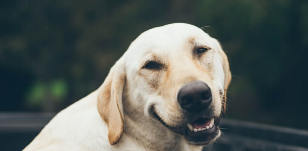Do Dogs Smile? What’s Really Behind That Adorable Smile? Canine