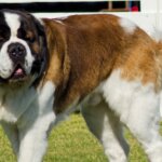 Top 10 Health Concerns for Large Breed Dogs