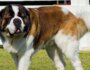 Top 10 Health Concerns for Large Breed Dogs