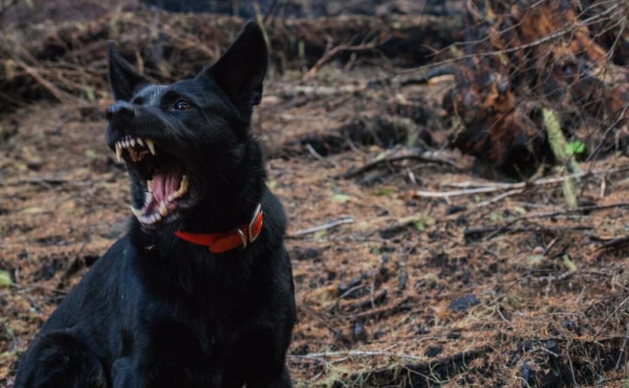 BLACK DOG BARING TEETH BITE