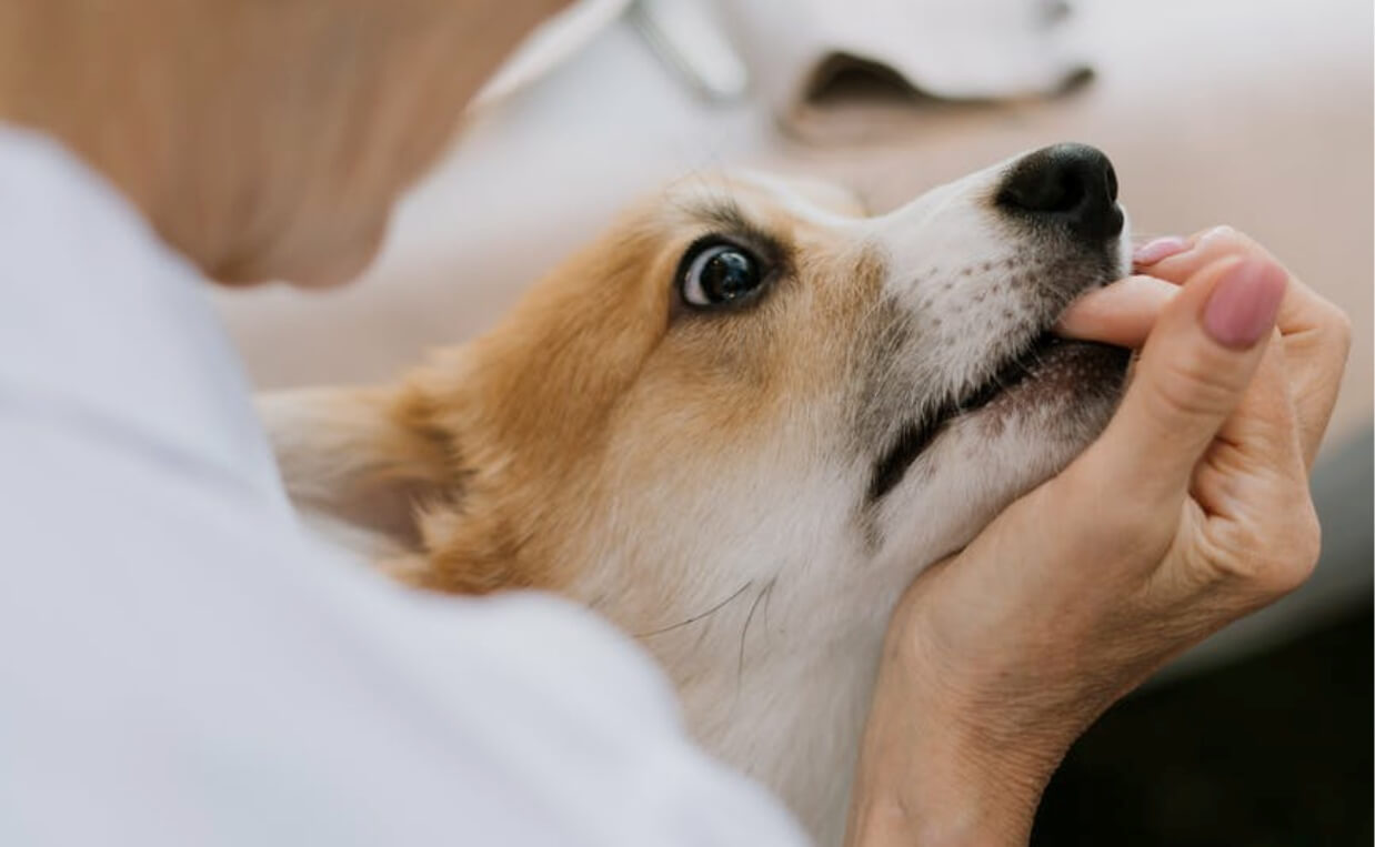 CORGI DOG BITE