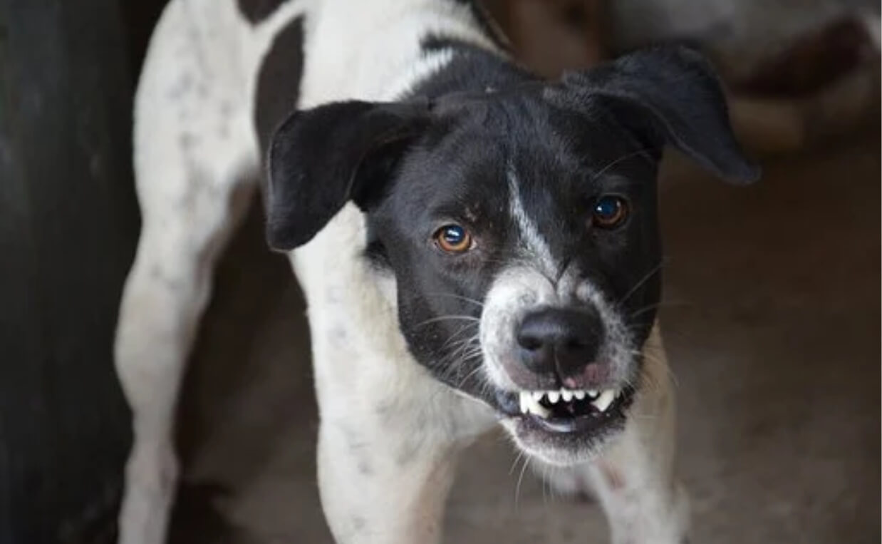 DOG BLACK AND WHITE TEETH