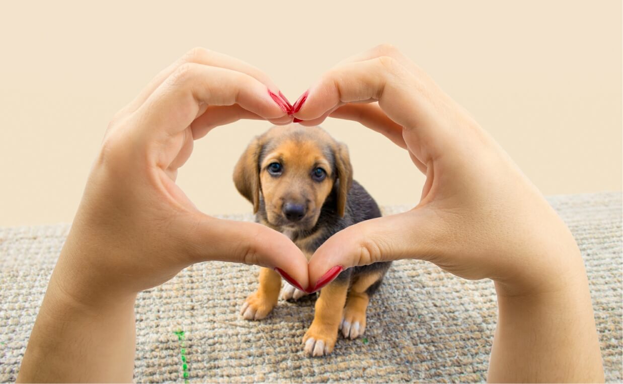 Does Your Dog Know You Love Him or Her? Here's How to Tell