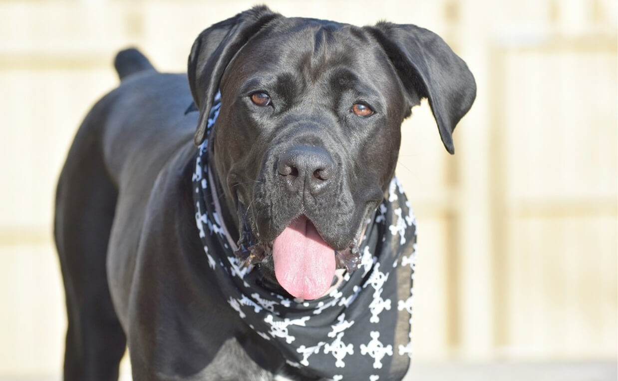 HEALTH ISSUES LARGE BREED BLACK DOG