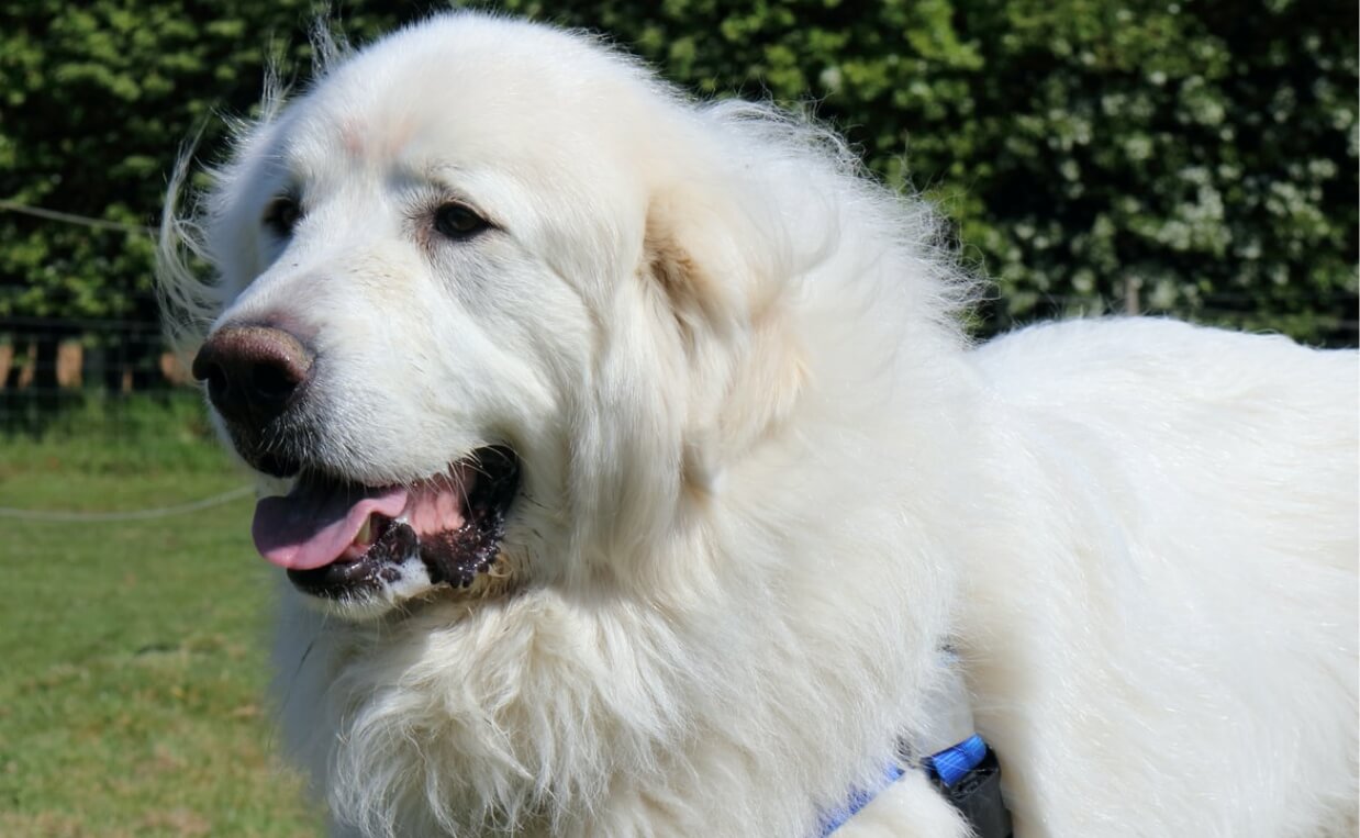 HEALTH ISSUES LARGE BREED GREAT WHITE PYRENESE DOG
