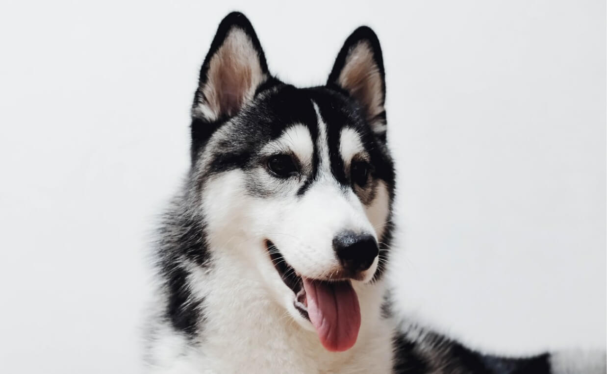 HEALTH ISSUES LARGE BREED HUSKY