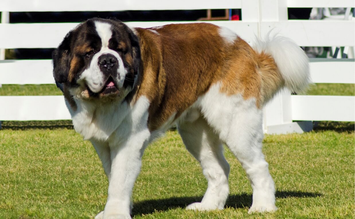 HEALTH ISSUES LARGE BREED