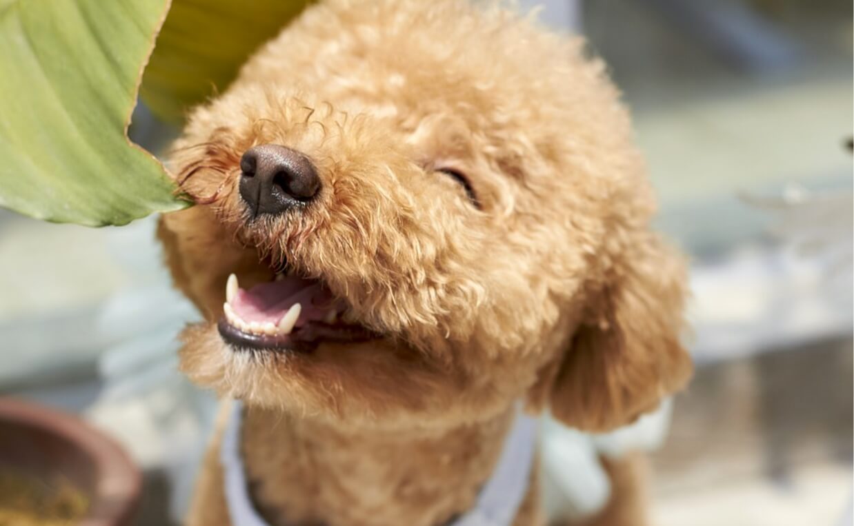 POODLE SMILING