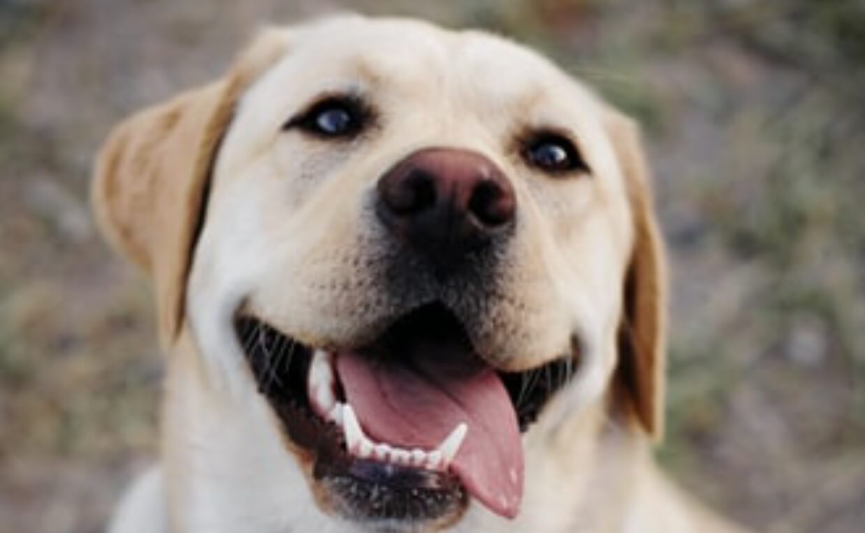 white lab smiling
