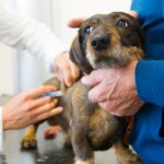 10 Tips to Help Calm Your Dog Before a Vet Visit