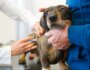10 Tips to Help Calm Your Dog Before a Vet Visit