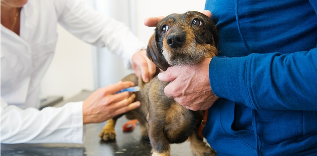 10 Tips to Help Calm Your Dog Before a Vet Visit Canine Campus Dog