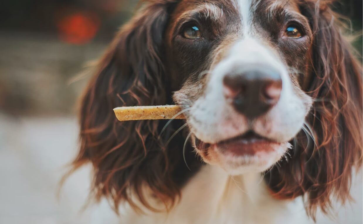 BROWN AND WHITE SPANIEL FOOD MOTIVATED TREAT