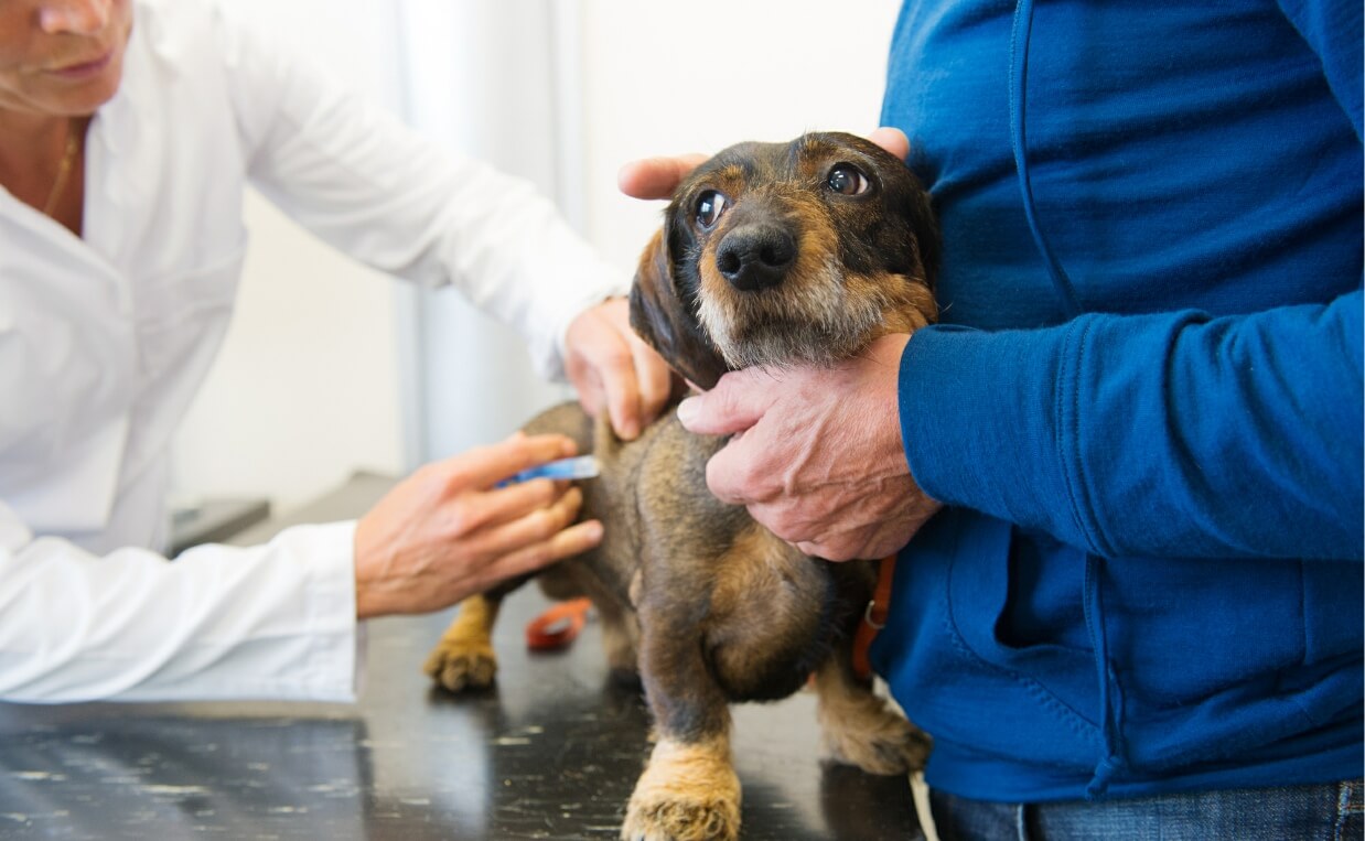 DOG CALM VET